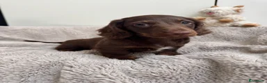 Miniature Dachshund 1