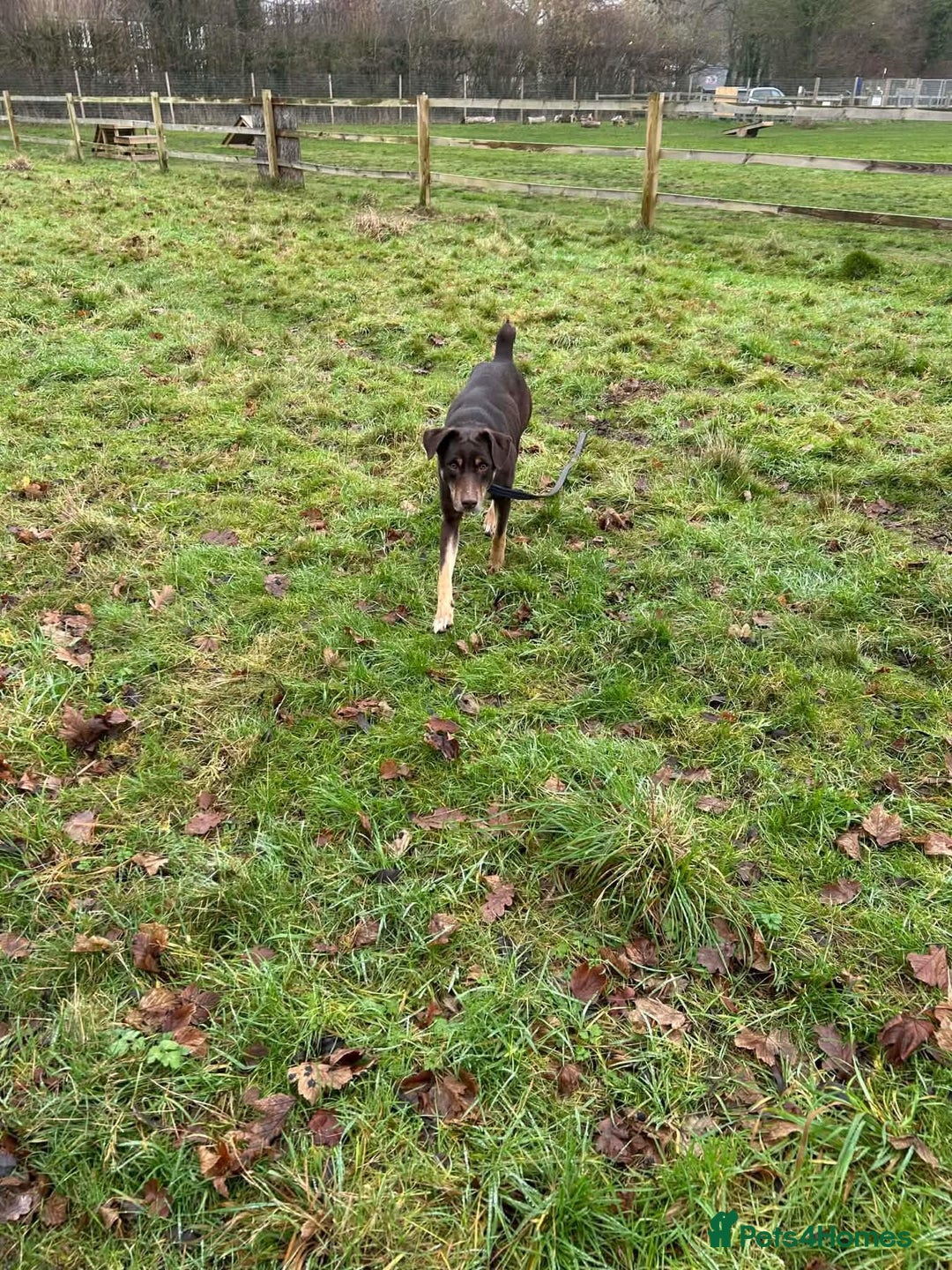 Mixed Breed dogs for adoption: Dobby - Norwich Norfolk  - Advert 4