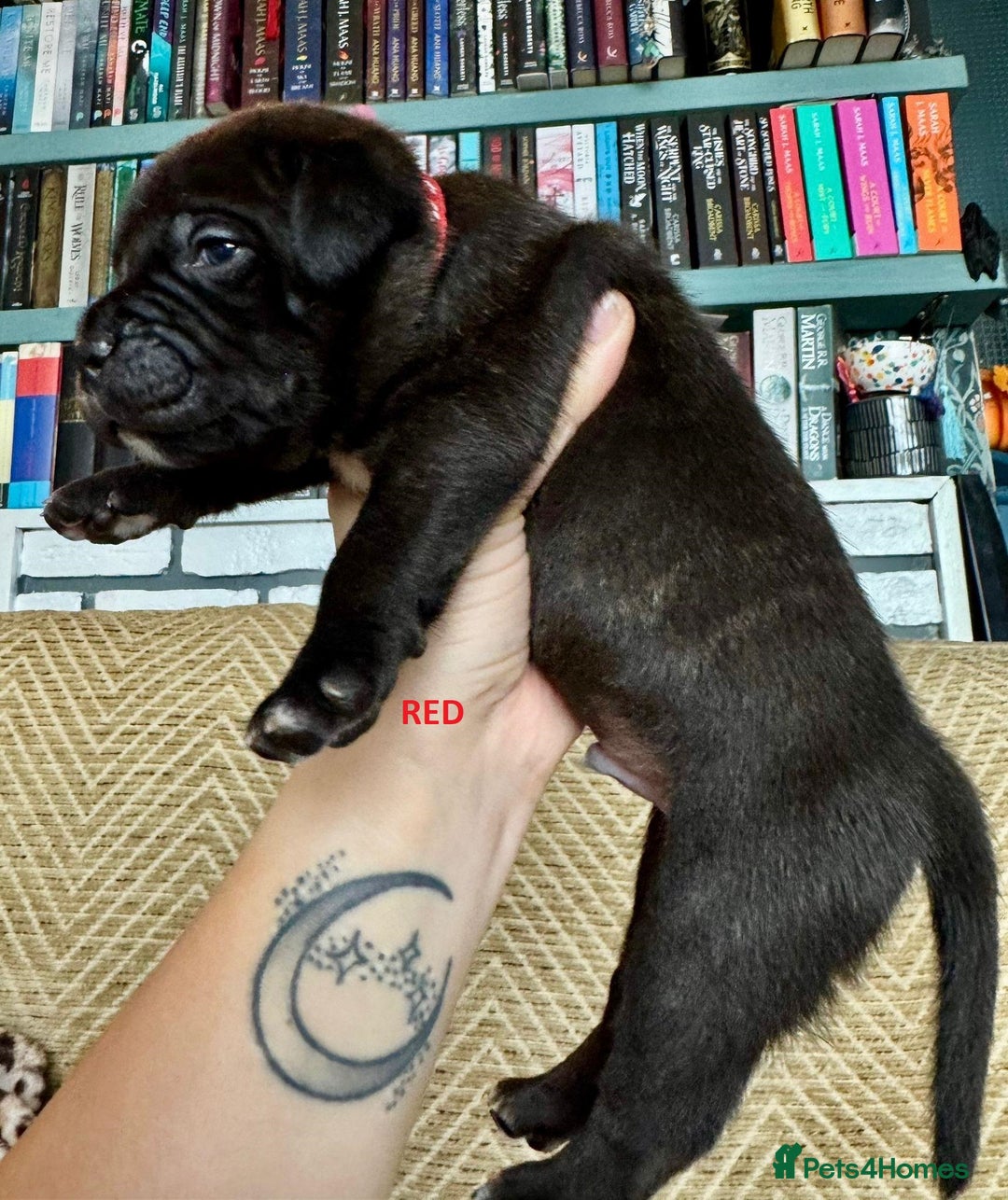 Staffordshire Bull Terrier dogs for sale: Pedigree Staffordshire Bull Terrier Puppies - Image 23