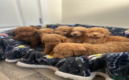 Cockapoo dogs for sale: 8 weeks old beautiful Cockapoo puppies  - Image 18