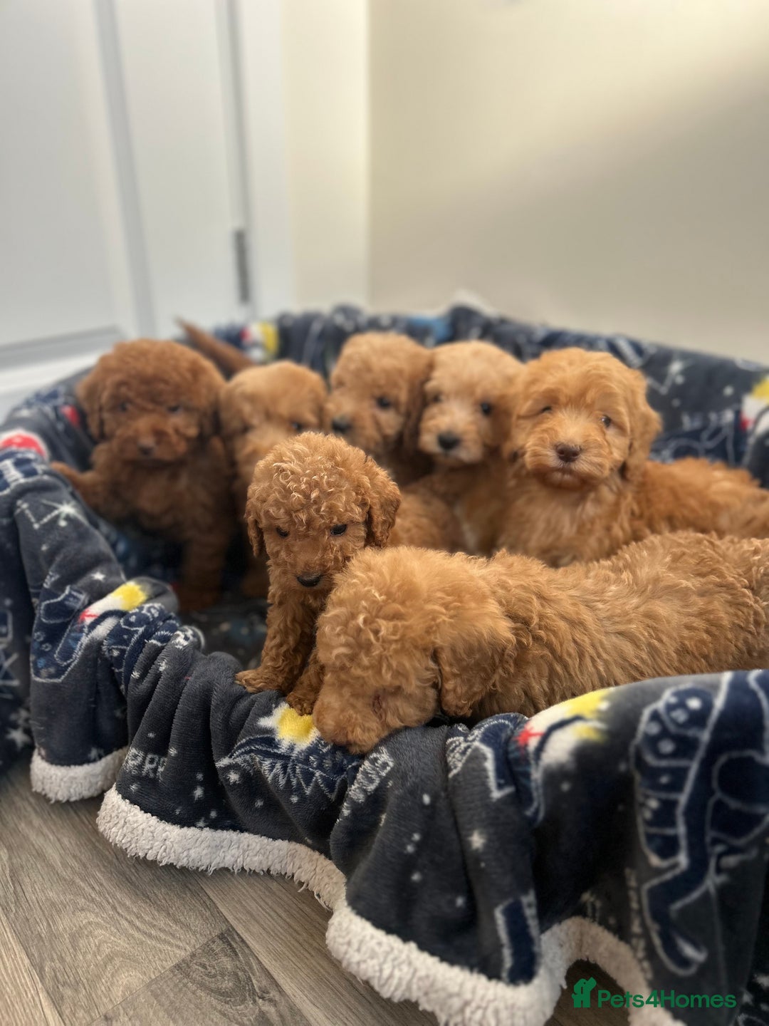 Cockapoo dogs for sale: 8 weeks old beautiful Cockapoo puppies  - Image 18