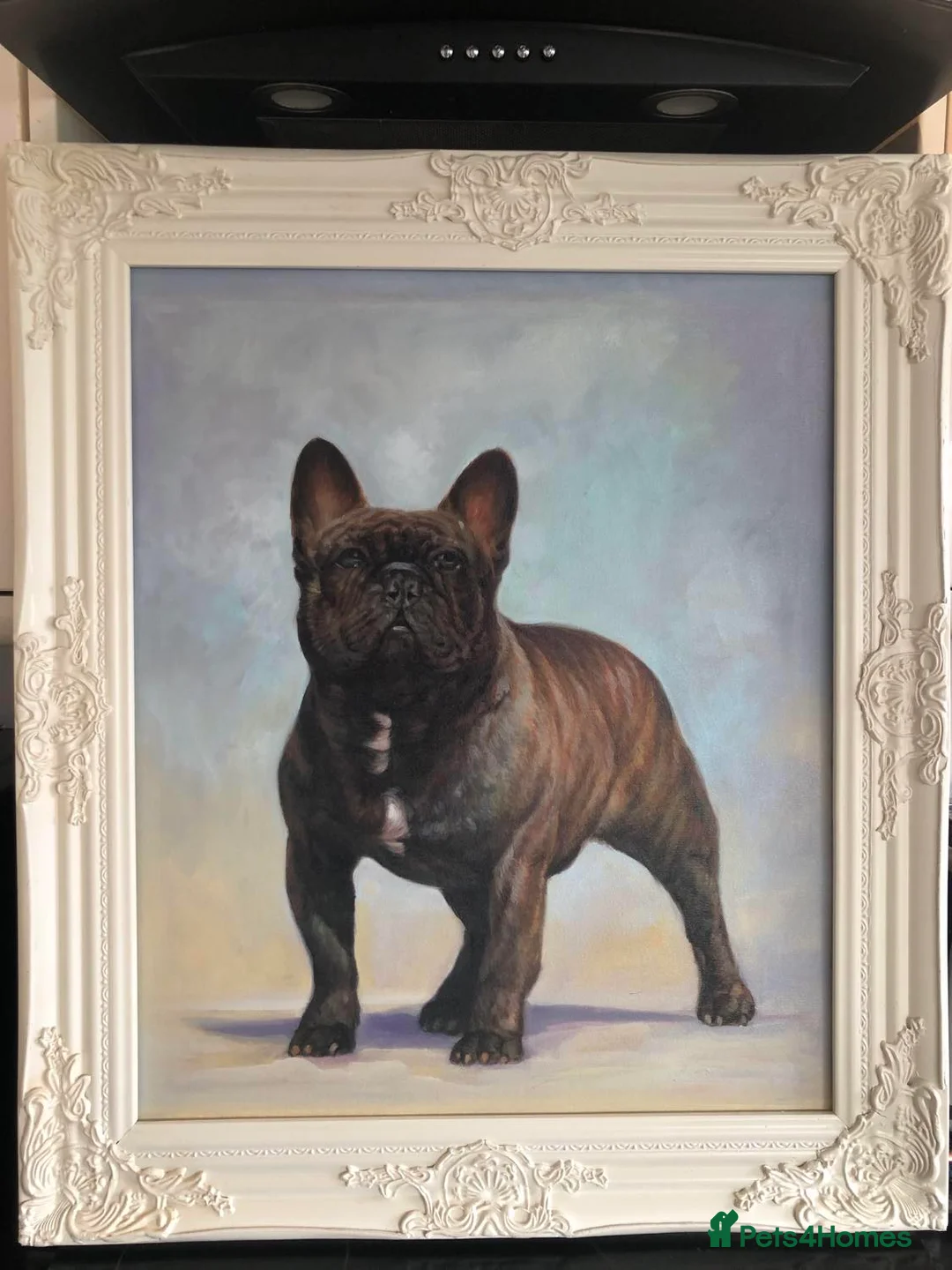 French Bulldog dogs for stud: INTERNATIONAL CHAMPION French Bulldog for STUD - Advert 15