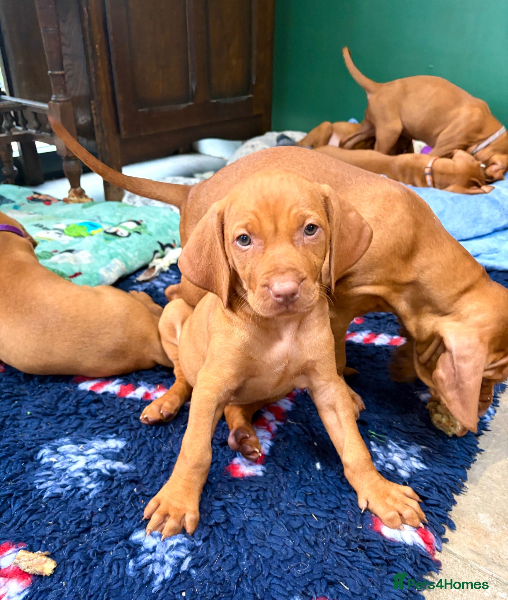 Hungarian Vizsla dogs Collect in two weeks!🐾KC smooth Hungarian Vizslas - Advert 6