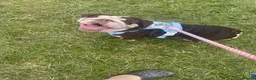 English Bulldog dogs for sale: Female English bulldog in Leicester - Advert 2