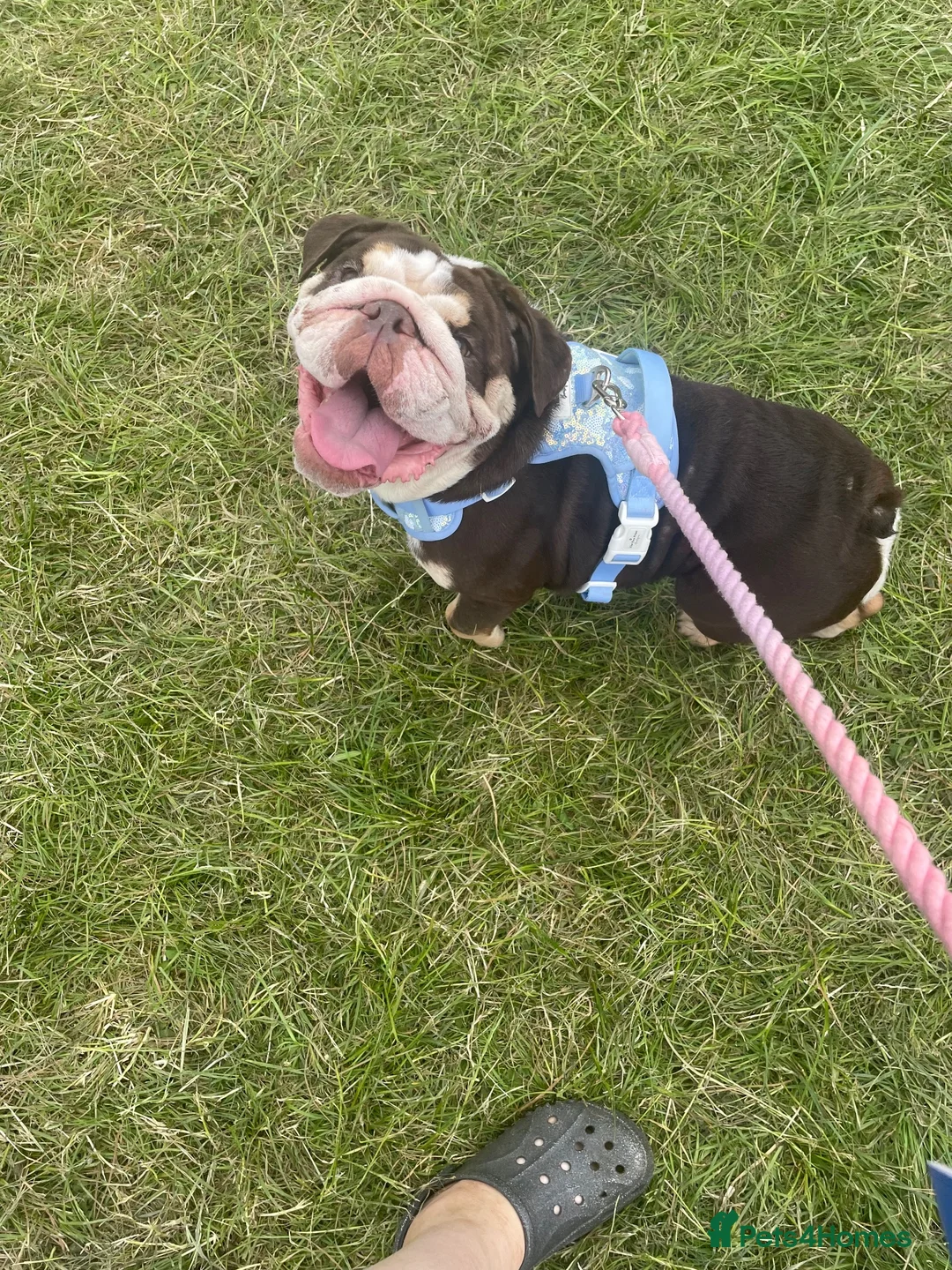 English Bulldog dogs for sale: Female English bulldog in Leicester - Advert 2