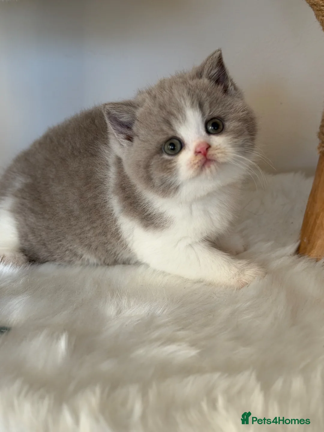 British Shorthair cats for sale: Pure Pedigree Registered British Shorthairs - Advert 2