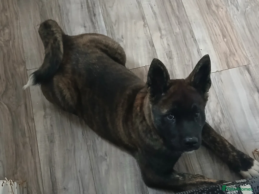Akita dogs for sale: American Akita in Sheffield - Advert 1