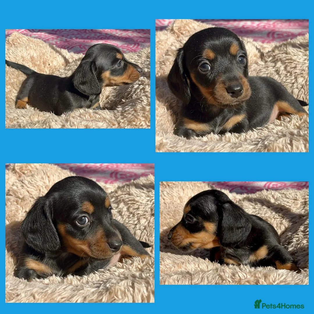 Dachshund dogs for sale: Mini Daxies home bred - Advert 2