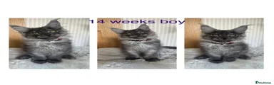 Maine Coon 2