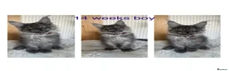Maine Coon cats for sale: Stunning Mainecoon kittens  - Advert 6