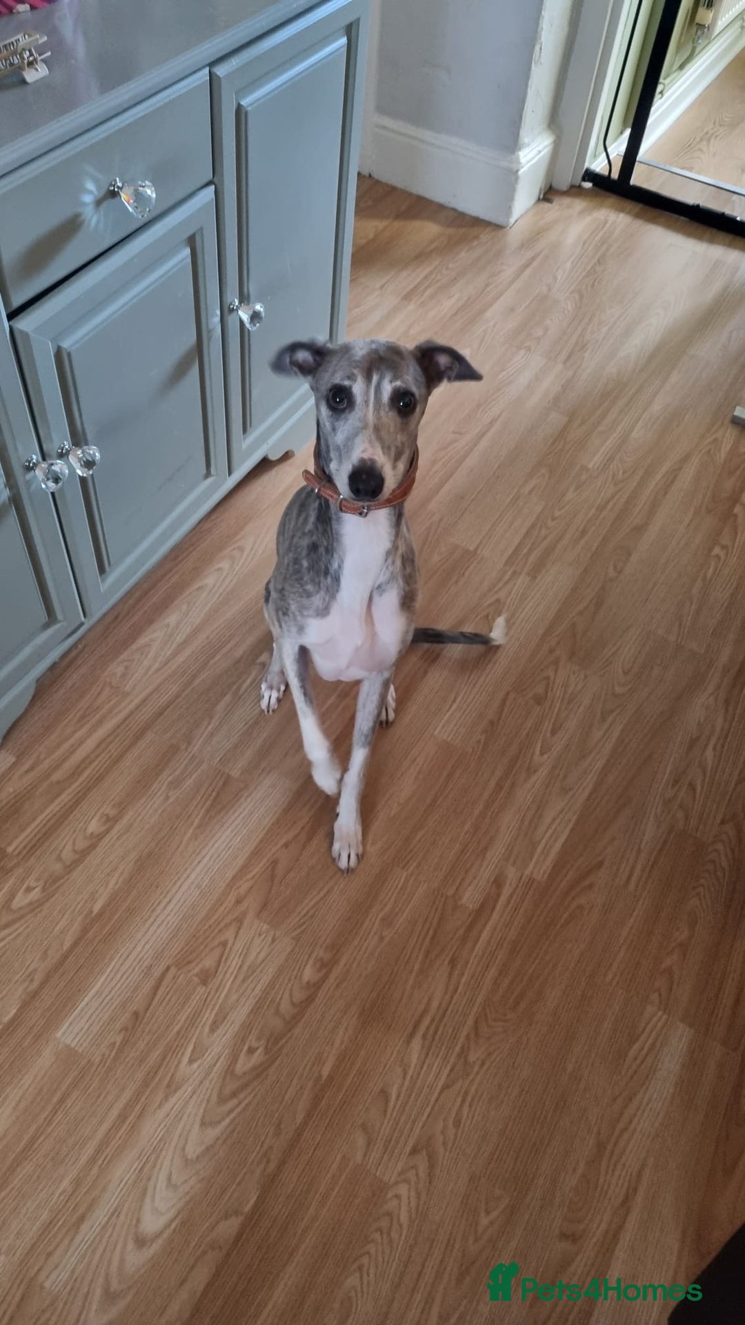 Mixed Breed dogs for sale: Whippet x - Advert 3