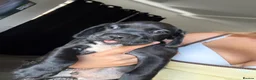 Mixed Breed dogs for sale: READY TO LEAVE TODAY!! - Advert 9