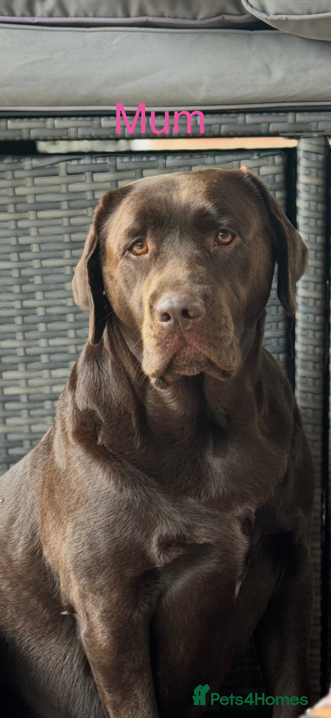 Labrador Retriever dogs for sale: Chunky chocolate Labrador puppies - Advert 5