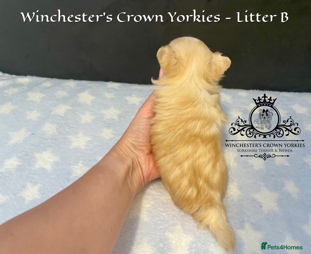 Yorkshire Terrier dogs for sale: ❤️ Champion heritage KC reg.PEDIGREE puppies! 🐶❤️ - Image 4