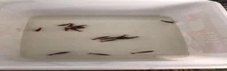 Shrimps fish for sale: Black, red, and yellow freshwater shrimp  - Advert 12