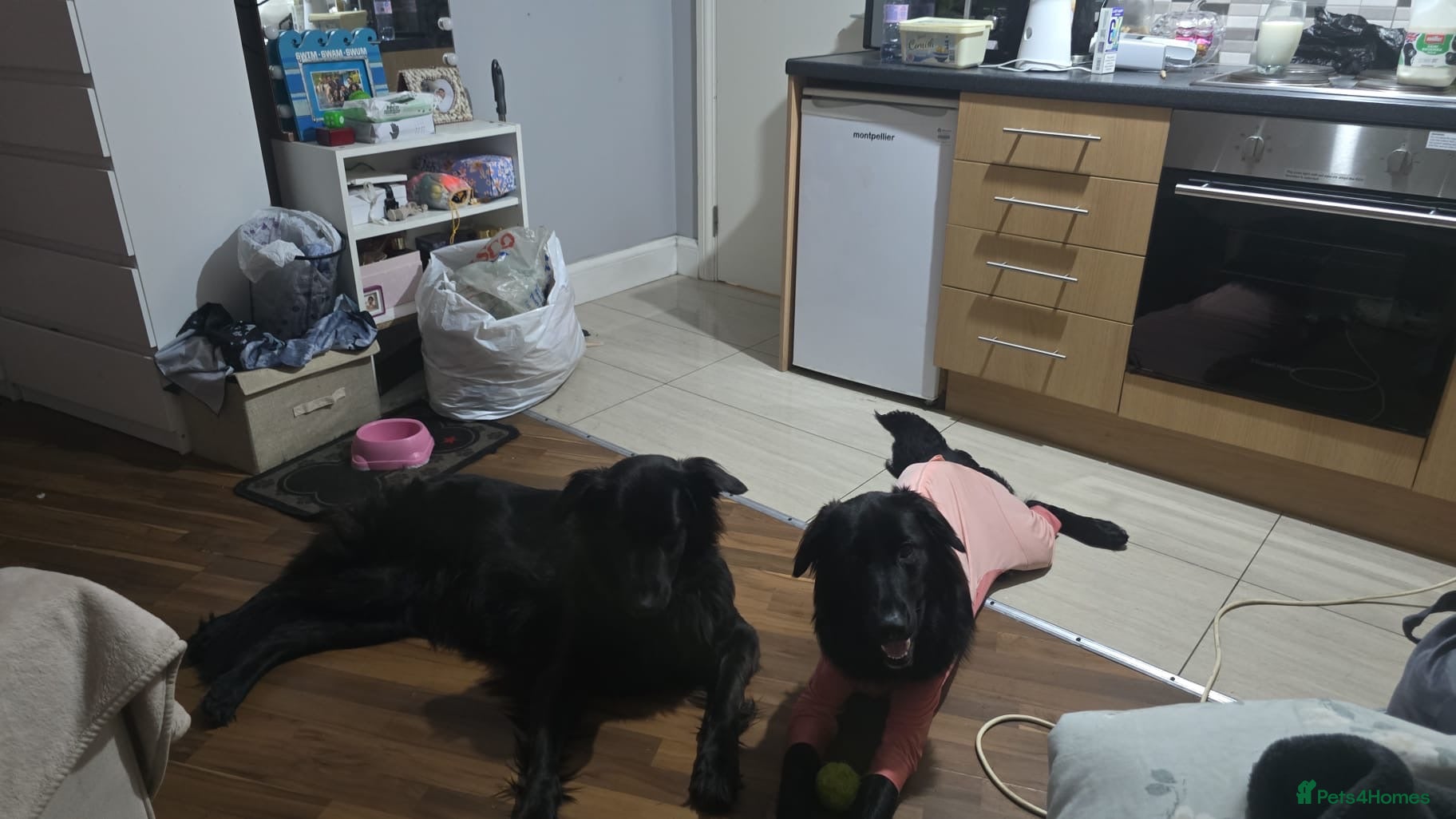 Mixed Breed dogs for sale: German Shepard 1/4 lab - Advert 1