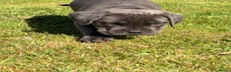 Cane Corso dogs for sale: 5 Towns Corsos Spring litter  - Advert 4