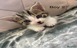 Mixed Breed cats for sale: 6 kittens not ready till 14th August  - Image 15