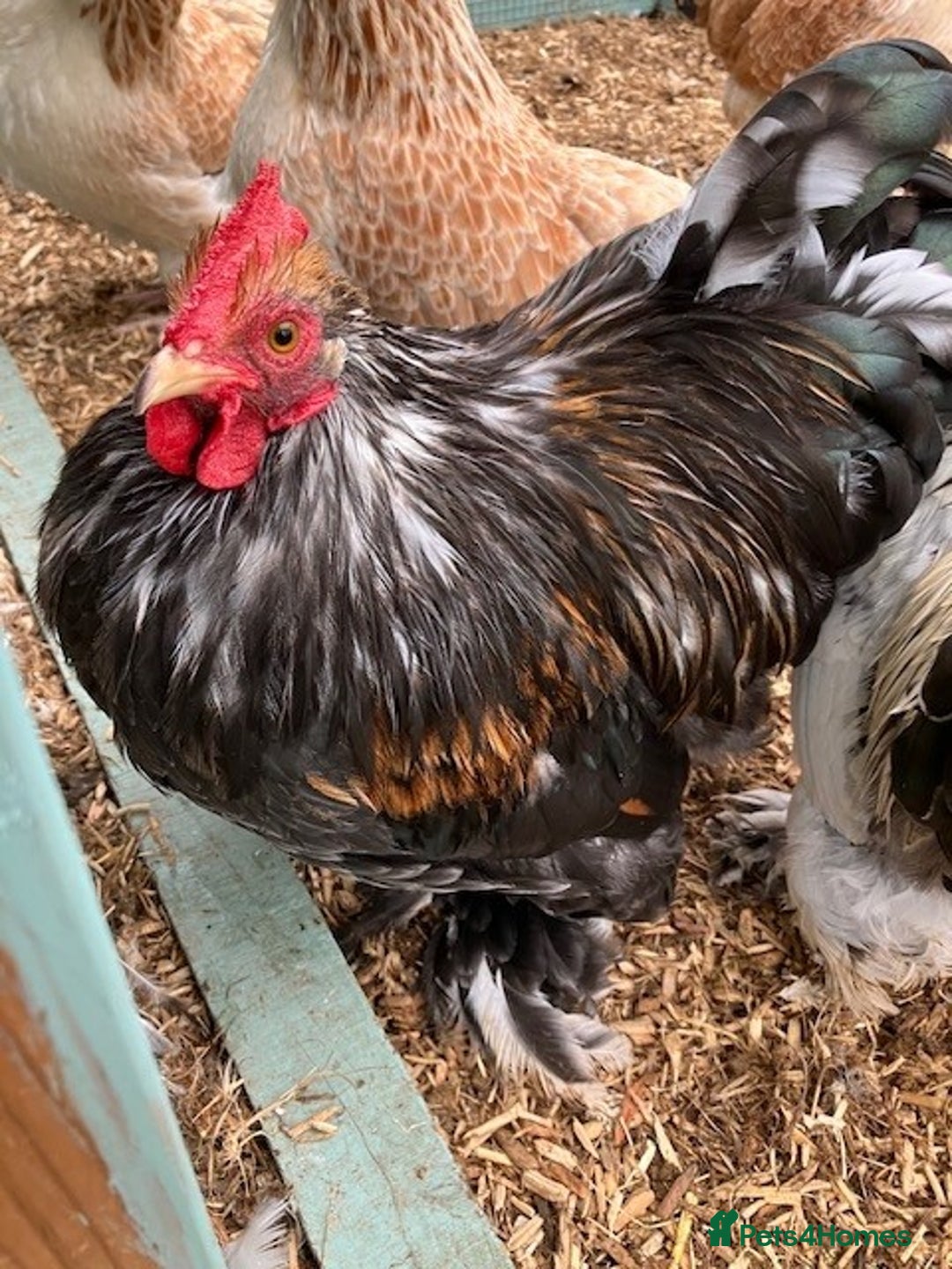 Mixed Breed birds for sale:  2 Cockrals - Image 1