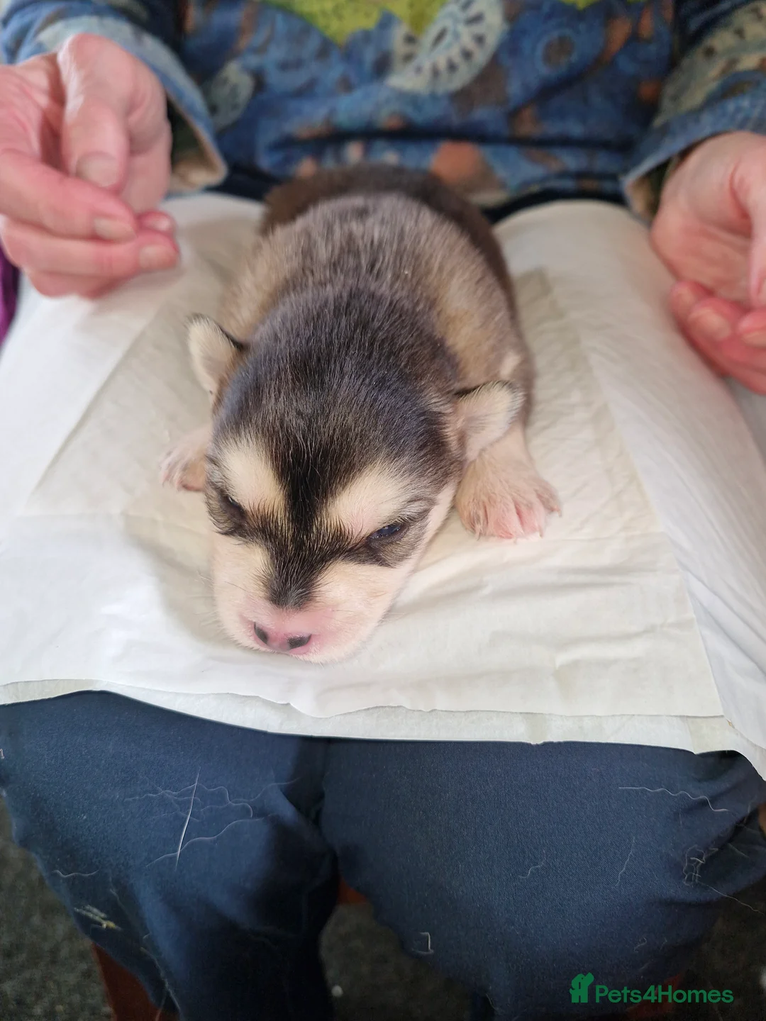 Pomsky dogs for sale: Litter of 6 Pomsky puppies - Advert 7