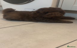 Chow Chow dogs for sale: Chocolate boy chow chow  - Image 4