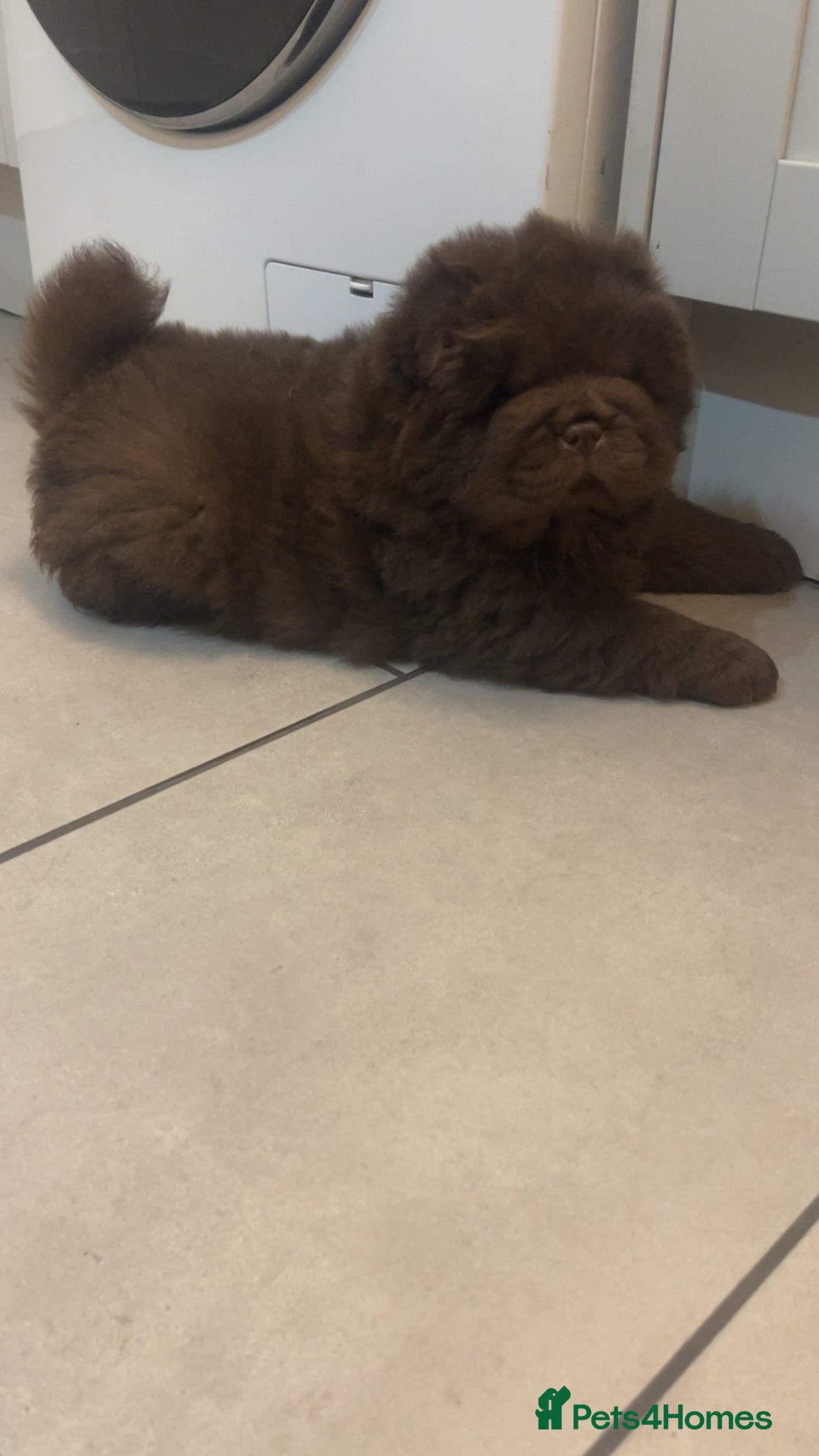 Chow Chow dogs for sale: Chocolate boy chow chow  - Image 4