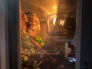 Corn Snake reptiles Baby female corn snake - Advert 2