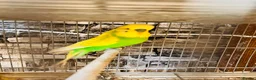 Budgerigars birds for sale: Various proven breeding pair budgies  - Advert 6