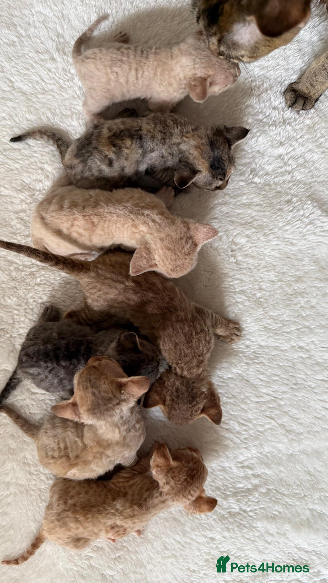 Devon Rex cats for sale: Devon Rex  - Advert 1