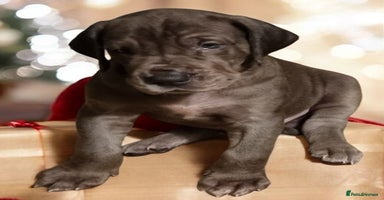 Great Dane dogs Exceptional pups, viewings welcome - Advert 5