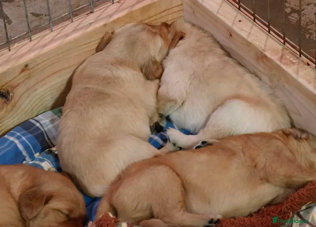 Golden Retriever dogs for sale: Golden Retrievers Family - Advert 11