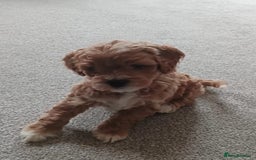 Mixed Breed dogs for sale: Gorgeous puppies for sale - Advert 36