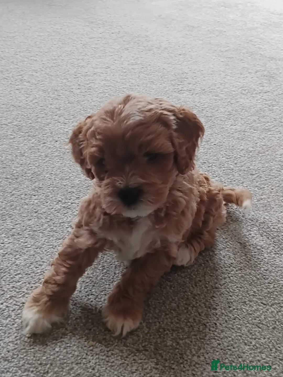 Mixed Breed dogs for sale: Gorgeous puppies for sale - Advert 36