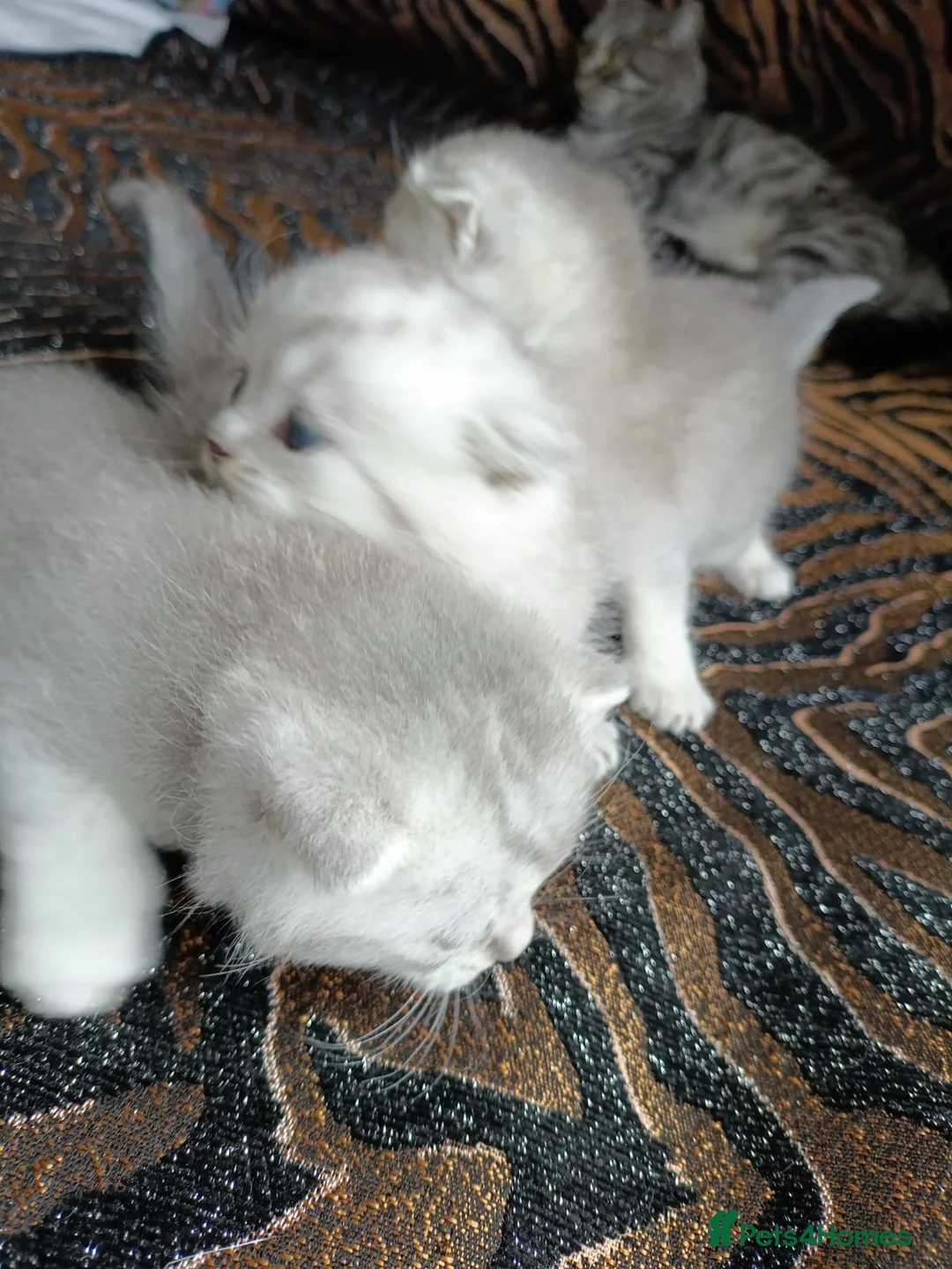 British Shorthair cats for sale: British Shorthair and Scottish fold kittens  - Advert 2