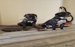 Bullmastiff dogs for sale: 11 Bullmastiff puppies for sale - Advert 25