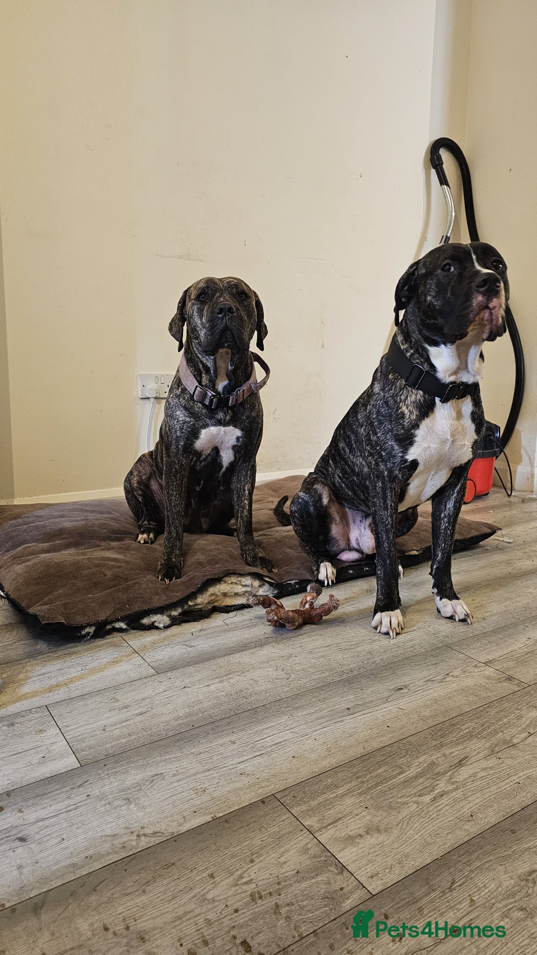 Bullmastiff dogs for sale: 11 Bullmastiff puppies for sale - Advert 25