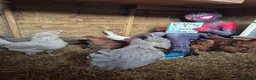 Chickens poultry for sale: 6 chickens - Advert 2