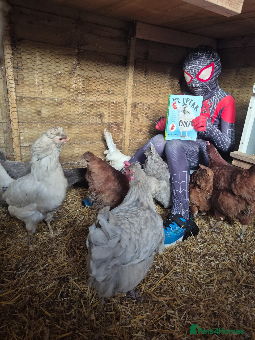 Chickens poultry for sale: 6 chickens - Advert 2