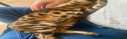 Bengal cats for sale: Bengal male almost 1y old  - Advert 3