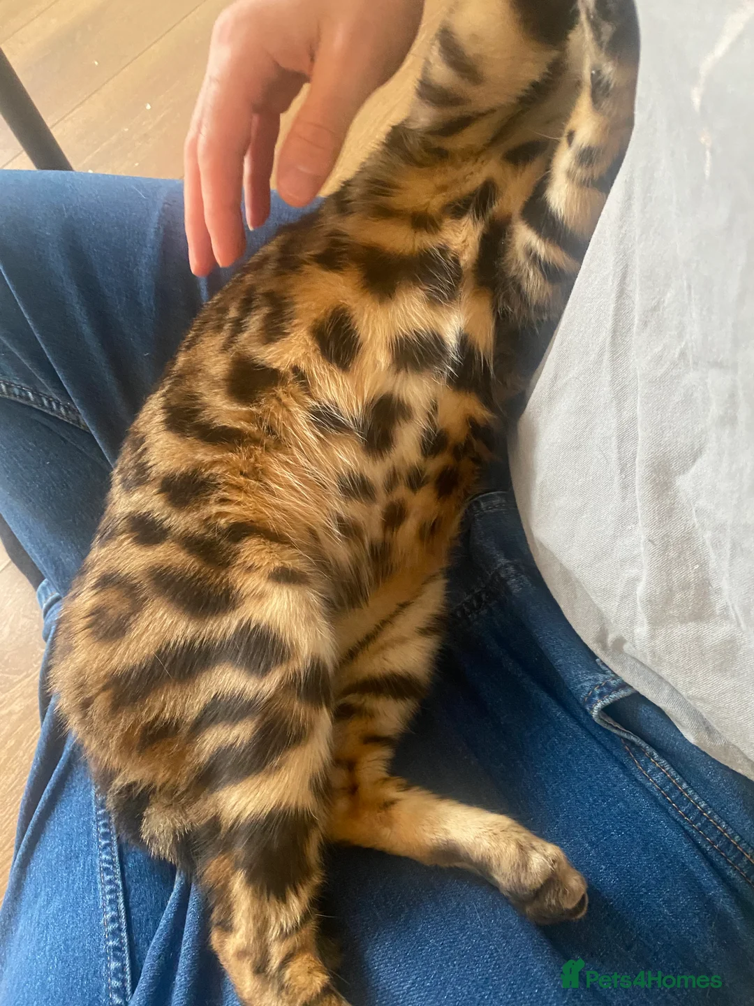 Bengal cats for sale: Bengal male almost 1y old  - Advert 3