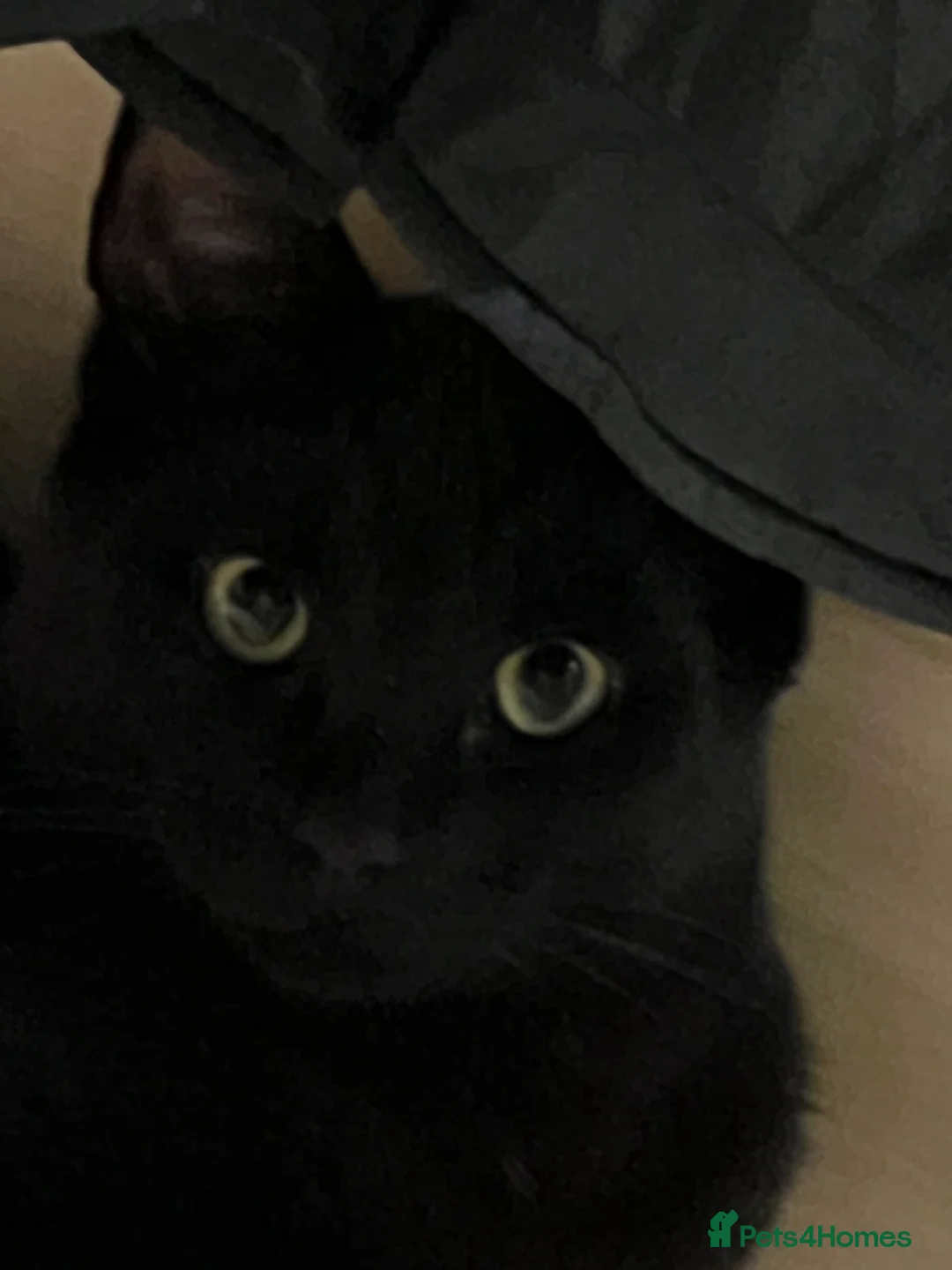 Mixed Breed cats for sale: Mytzy, a verry nice and triky girl 😊 in Wembley - Advert 6