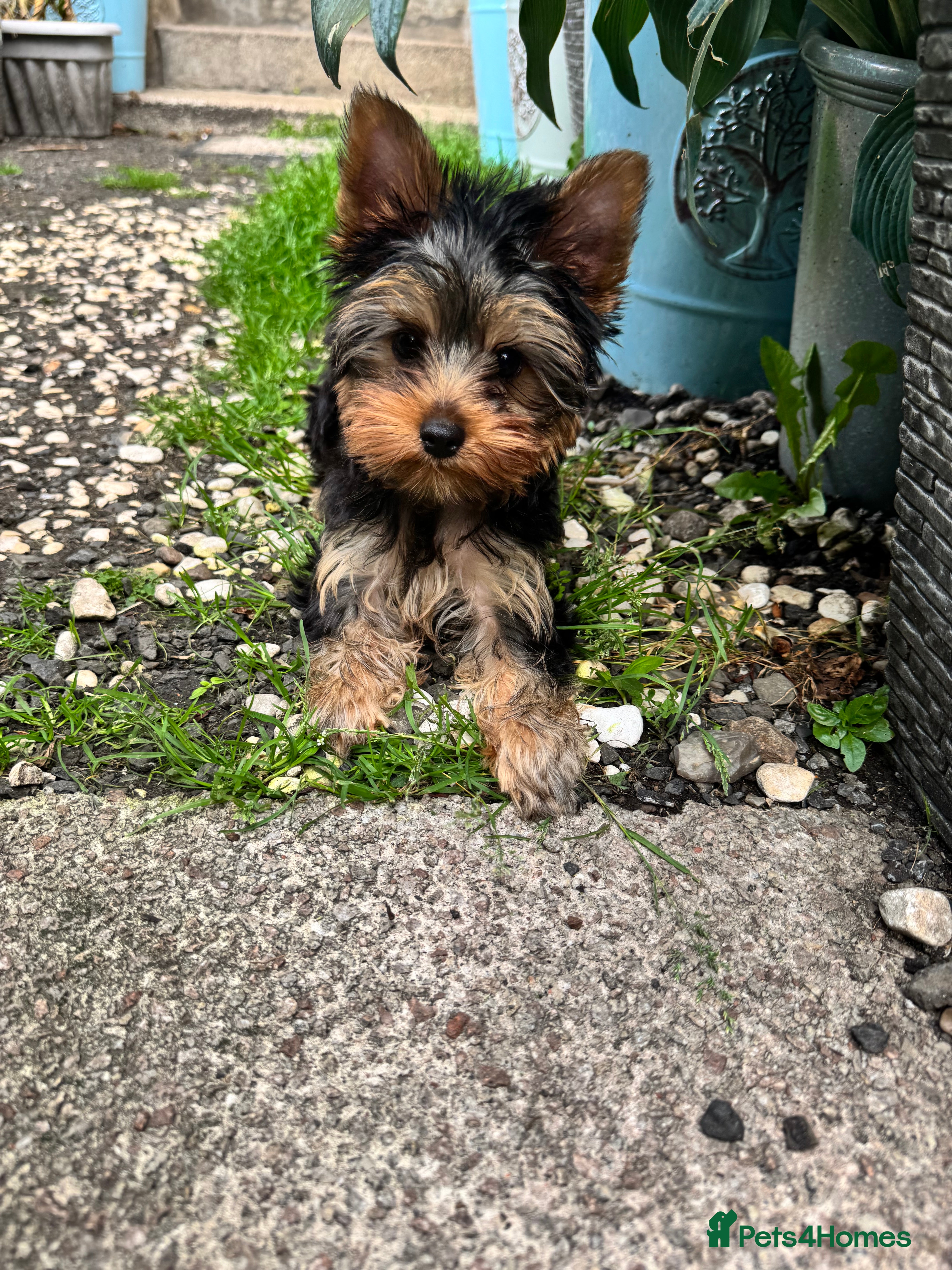Yorkshire Terrier dogs ❗️BIG SALE THIS WEEKEND ❗️£2000 - £1500! in Johnstone - Advert 8