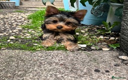 Yorkshire Terrier dogs for sale: ❗️BIG SALE THIS WEEKEND ❗️£2000 - £1500! in Johnstone - Image 1