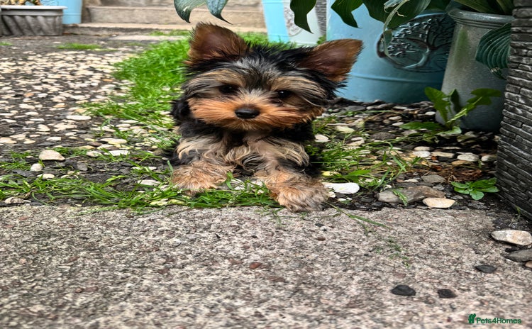Yorkshire Terrier dogs in Johnstone - Advert 4