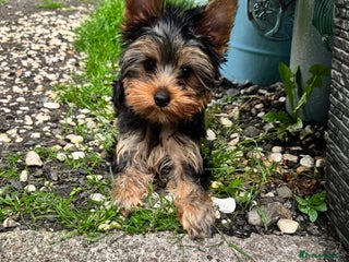 Yorkshire Terrier dogs in Johnstone - Advert 35