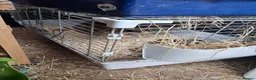 Guinea Pig rodents for sale: Full set up EVERYTHING - Advert 2