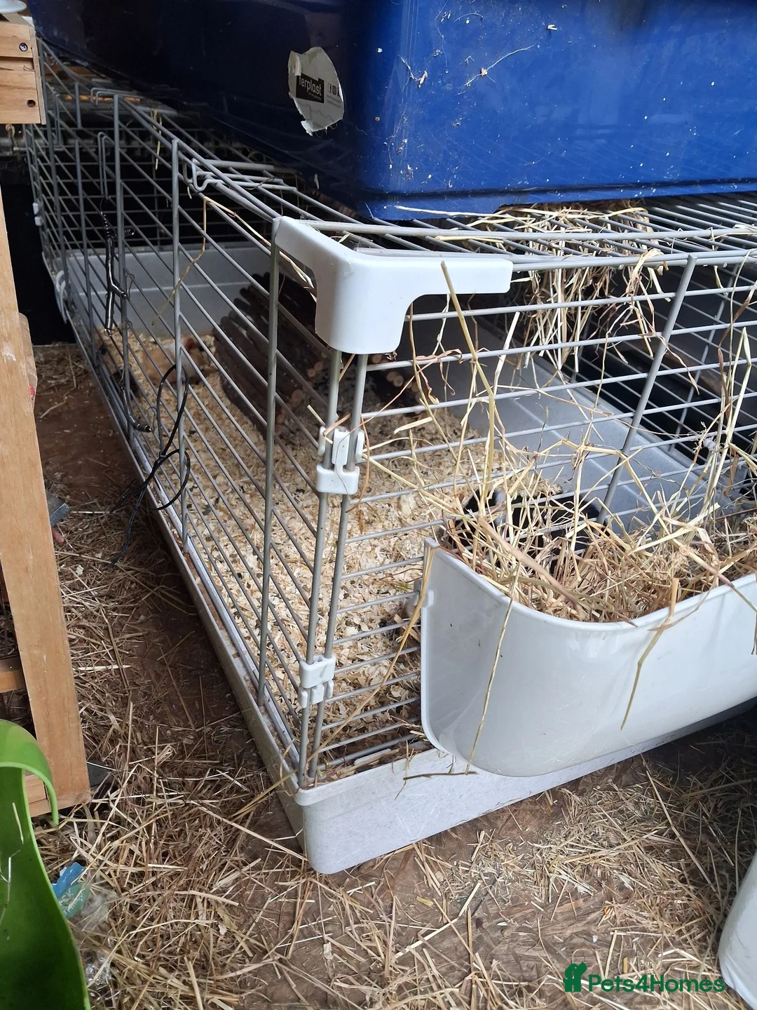 Guinea Pig rodents for sale: Full set up EVERYTHING - Advert 2