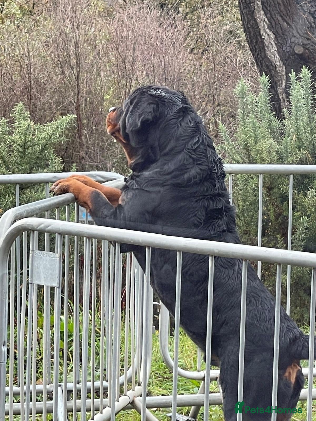 Rottweiler dogs Champion Bloodline Rottweilers  - Advert 1