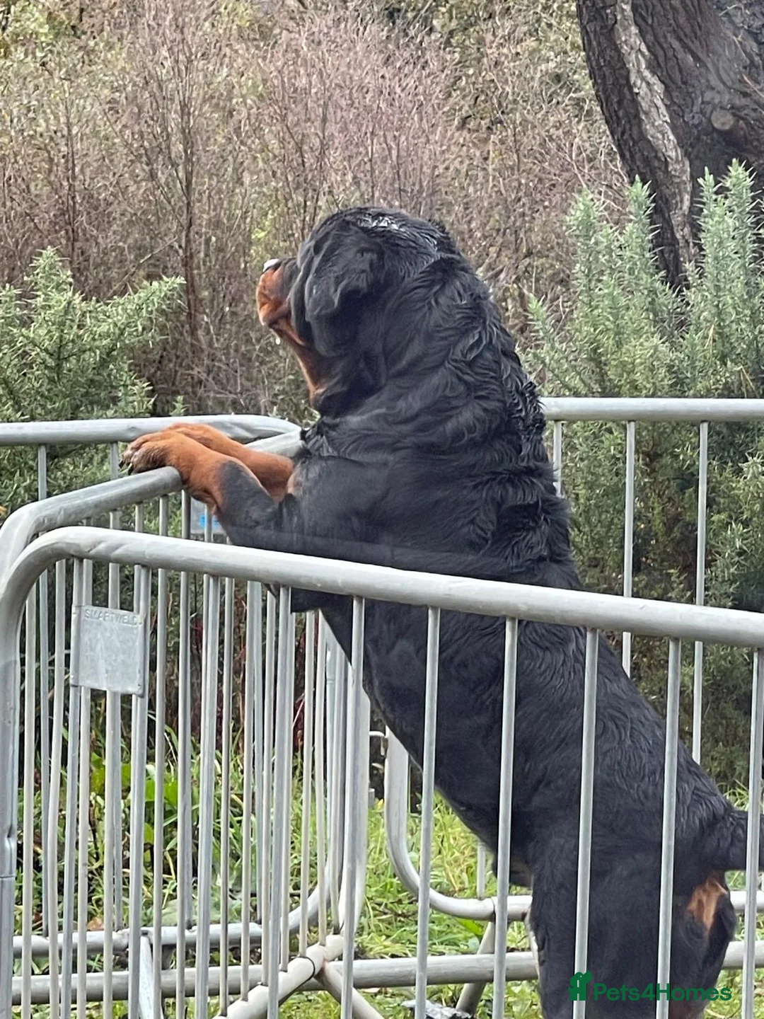 Rottweiler dogs for sale: Champion Bloodline Rottweilers  - Advert 1