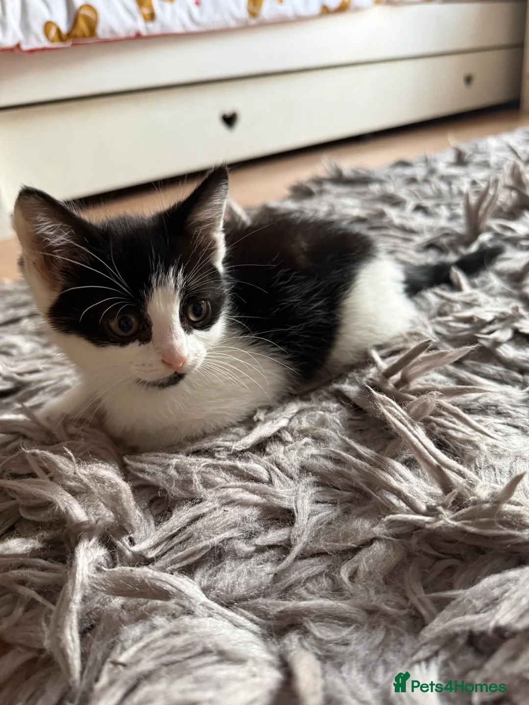 Mixed Breed cats for sale: 3x Kittens Ready for New Home - Advert 3